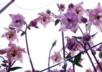 Blumen Akelei 7.webp