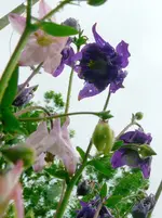 Blumen Akelei 8.webp