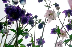 Blumen Akelei 9.webp