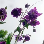 Blumen Akelei A.webp