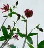 Blumen Akelei C.webp Blumen Akelei C.webp