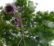 Blumen Akelei d.webp