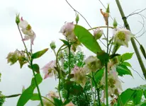 Blumen Akelei E.webp