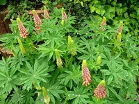 Blumen Lupine.webp
