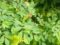 Blumen Rose.webp