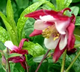 Blumen Akelei B.webp Blumen Akelei B.webp