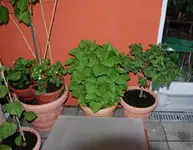 DSC_5953.2.webp