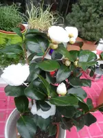 SAM_1137.webp