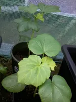 Okra6_5_13.webp