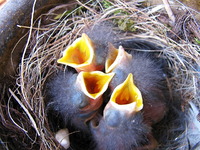 rotschwänzchen mai 2013.webp