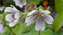 DSCN4782.webp