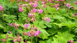 DSCN4784.webp