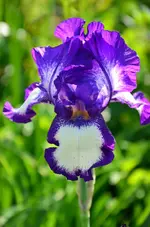 DSC_0346.webp
