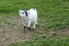 2013_0520Frühling0063.webp