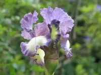 027.webp