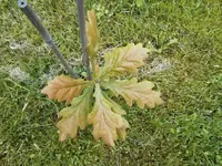 IMG_20130525_191412.webp