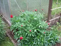 1305300004.webp