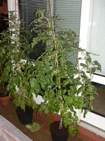 SAM_0877.webp