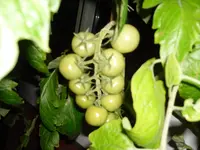SAM_0880.webp