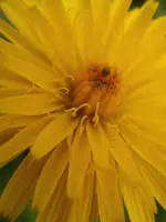 Habichtskraut_5090.webp