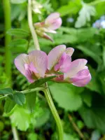Wilde Wicke_7175.webp