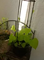P1060141.webp