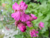 Lichtnelke_7351.webp