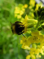 Raps mit Hummel__7472.webp