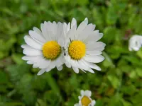 Gänseblümchen_7235.webp