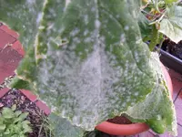 SAM_0882.webp