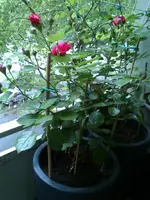 289509_4827353927672_1123204902_o.webp