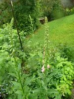 Blumen fingerhut.webp