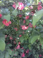 2013-05-28-1307.webp