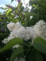 2013-05-28-1354.webp