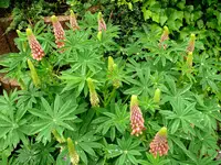 Blumen Lupine.webp