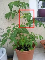 Tomate.webp