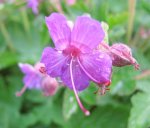 geranium im mai.jpg