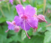 geranium im mai.webp