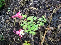 IMG_1937[1].webp