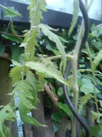 2013-05-31 13.17.32.webp