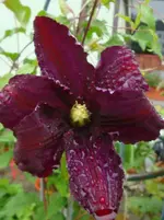 DSC03146.webp