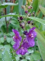 DSC03147.webp