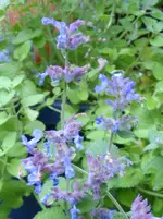 DSC03149.webp