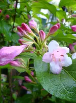 DSC03173.webp