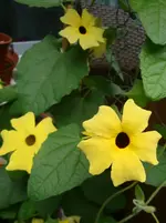 DSC03175.webp