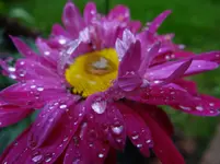 Blüte mit Tropfen1.webp