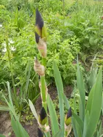 DSCN2095.webp