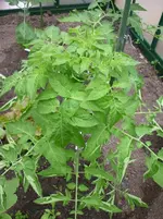 008.webp