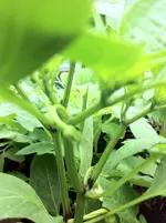 paprika schwarz.webp