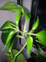 8801_553898901319961_1445990941_n.webp